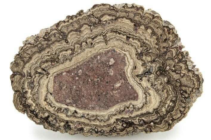 Polished, Cretaceous, Oncolite Stromatolite Fossil - Mexico #228871